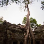 « Au fond des forêts du Siam, j’ai vu l’étoile du soir se lever sur les grandes ruines d’Angkor. » 