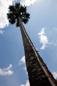 Palmier et son échelle en bambou