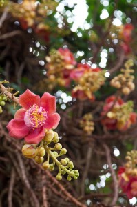 Fleurs de l arbre sala (couroupita guianensis)