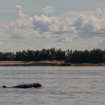 Dauphins de l Irrawady dans le Mékong