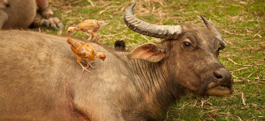 Poules et buffle