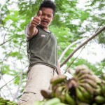 Jakarta, le gros durian... Sous l'écorce le fruit ?