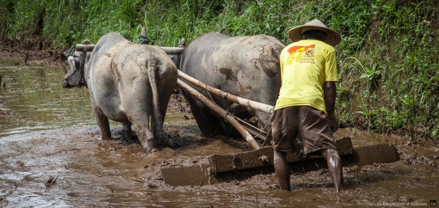 Travail des buffles dans la rizière