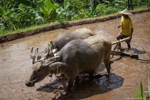 Travail des buffles dans la rizière