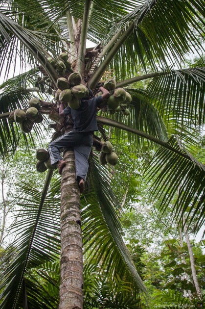 Cueillette de noix de coco